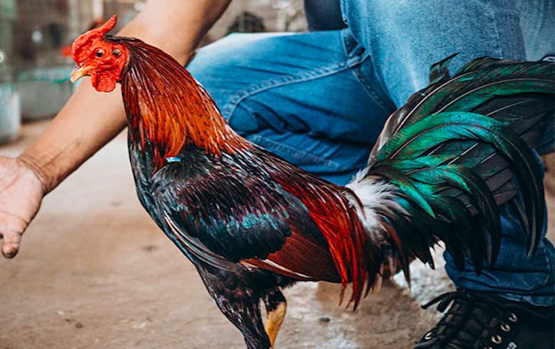 Bộ lông gà đá đẹp là dấu hiệu sức khỏe và phong độ ổn định - Chăm sóc lông gà đá