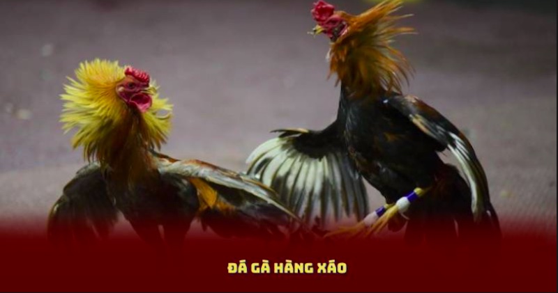 Sức hút riêng của thể loại đá gà hàng xáo