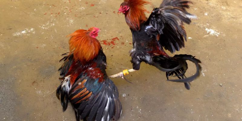 Cú đá cần cổ chí mạng của gà đá đòn độc trên sàn đấu