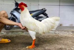 Huấn luyện gà úa Jun88 cần kết hợp giữa thể lực, phản xạ và chế độ ăn hợp lý